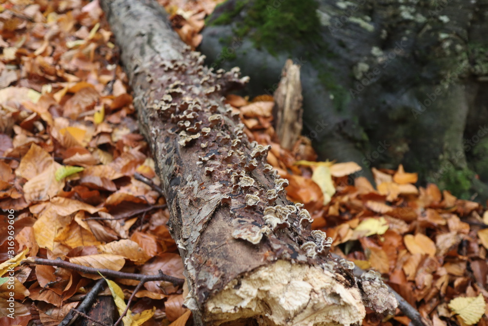 fungus between autumn leaves in the forest fungus between autumn leaves in the forest