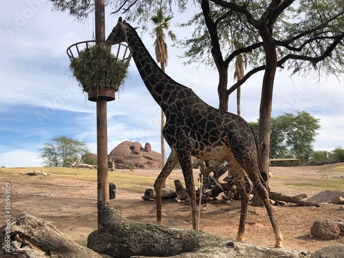 Photography Giraffe on Safari