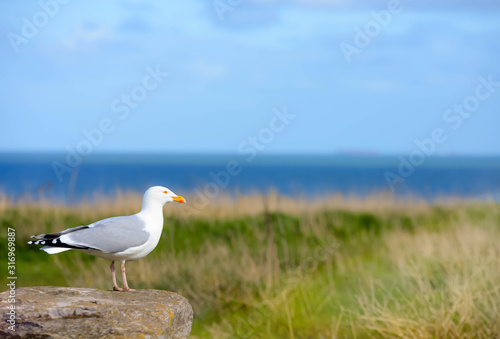 seagull close up on the seashore © Image'in