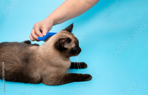 an elderly woman combs the hair of a Siamese cat on a blue background © Lema-lisa