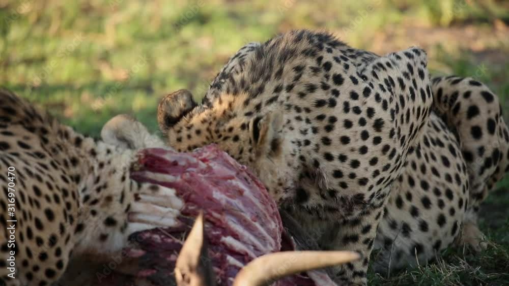 Cheetahs Eating A Kill in Madikwe Game Reserve South Africa, Wildebeest Kill Cheetahs Eating A Kill in Madikwe Game Reserve South Africa, Wildebeest Kill