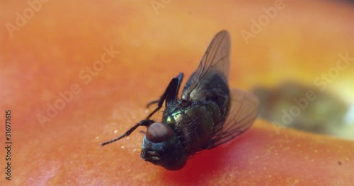 MACRO housefly desperately tries to move, front view. photo