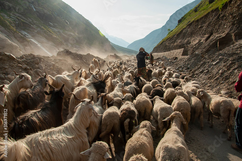 Sheep herd in Leh