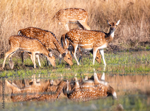Spotted deers © Ramachandran