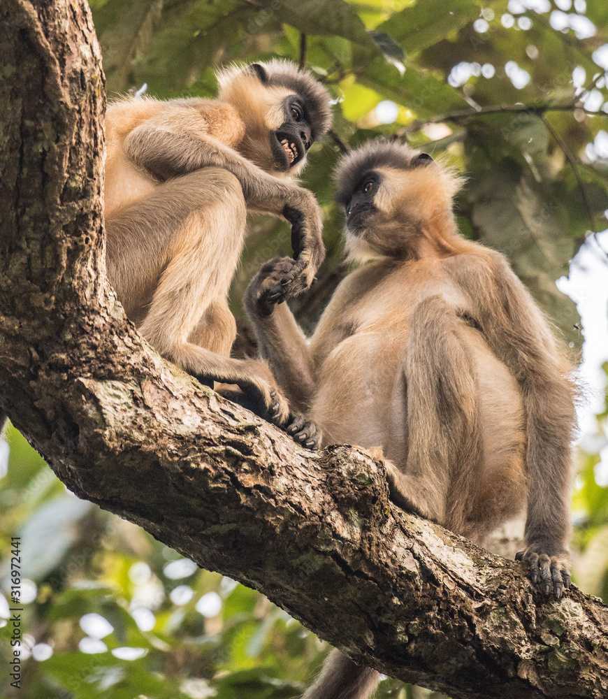 Naklejka premium Monkey