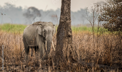 Canvas Print Tusker elephant