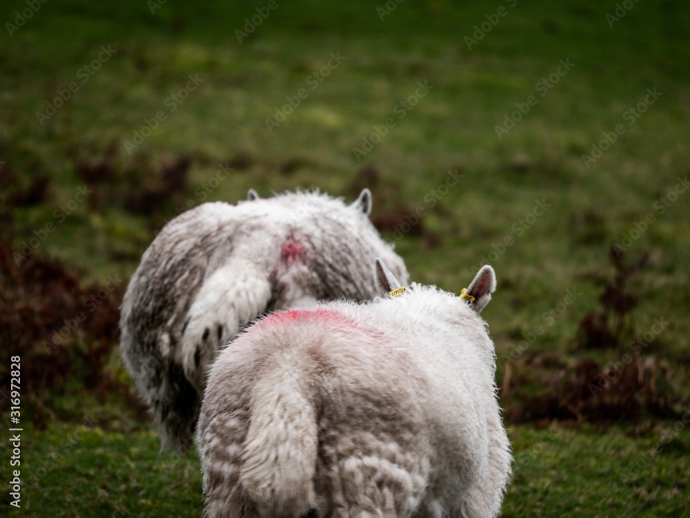 Fototapeta premium Scotish Sheep