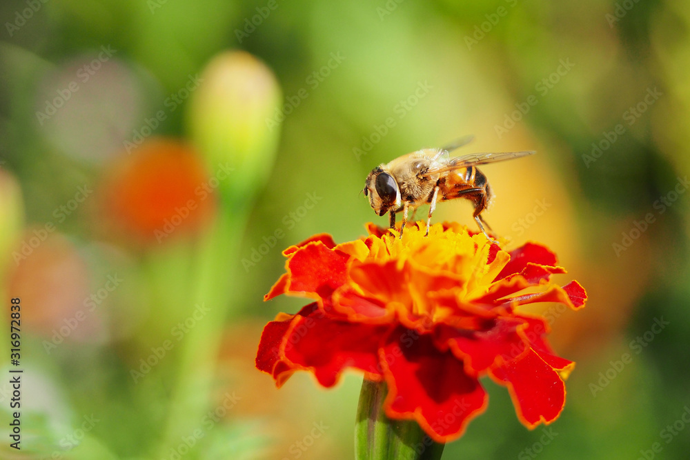 Extreme close-up Alone Bee on yellow red orange flower in green garden Extreme close-up Alone Bee on yellow red orange flower in green garden
