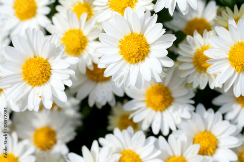 Close up shot of a white daisy flower