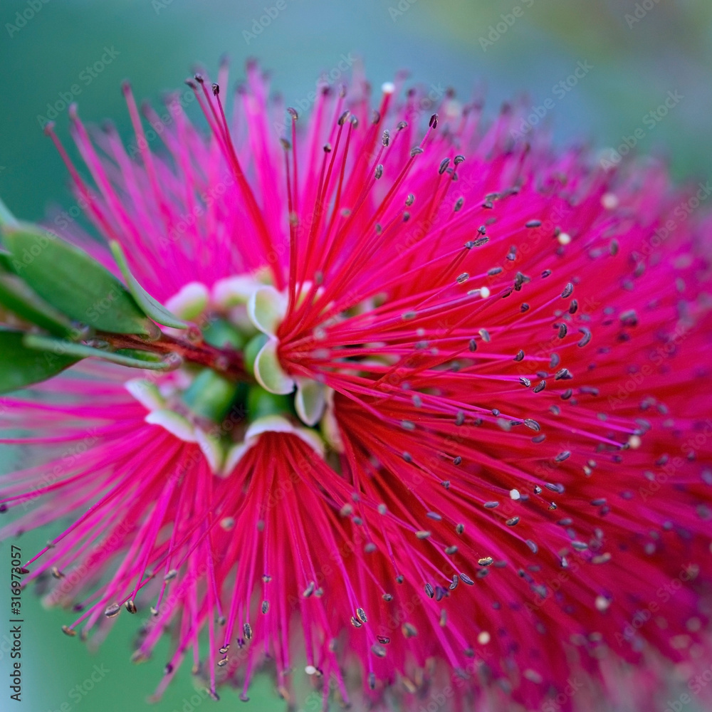 Fototapeta premium beautiful tropical flower 