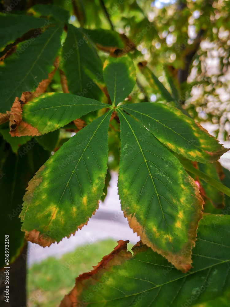 A large green leaf with a brown border growing on a tree and consisting of five parts A large green leaf with a brown border growing on a tree and consisting of five parts