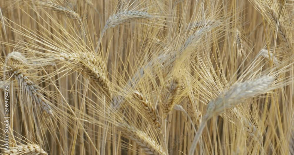 Field of Wheat, Auvergne, France. Field of Wheat, Auvergne, France.