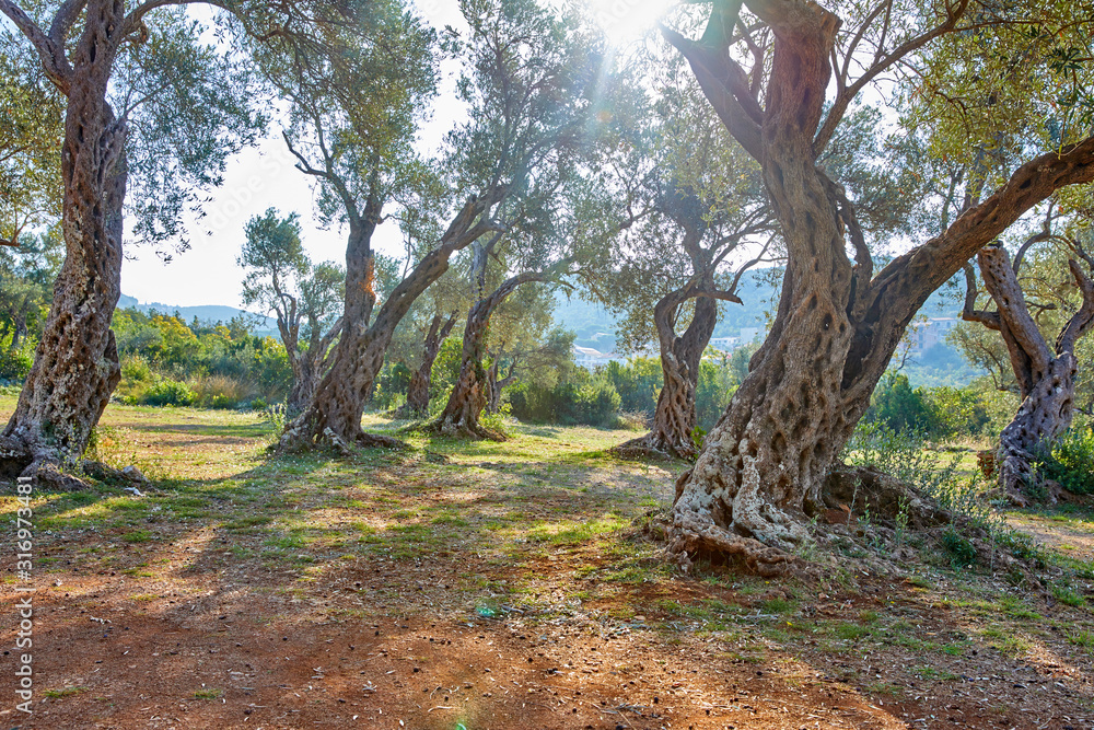 old olive trees in the Montenegro old olive trees in the Montenegro