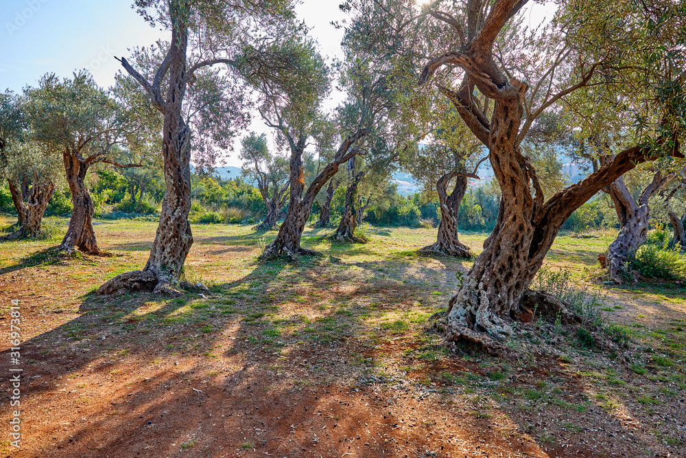 old olive trees in the Montenegro