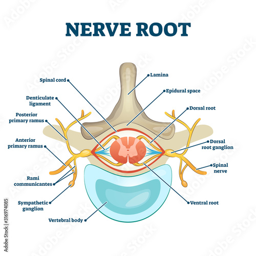 Nerve root anatomical structure labeled cross section