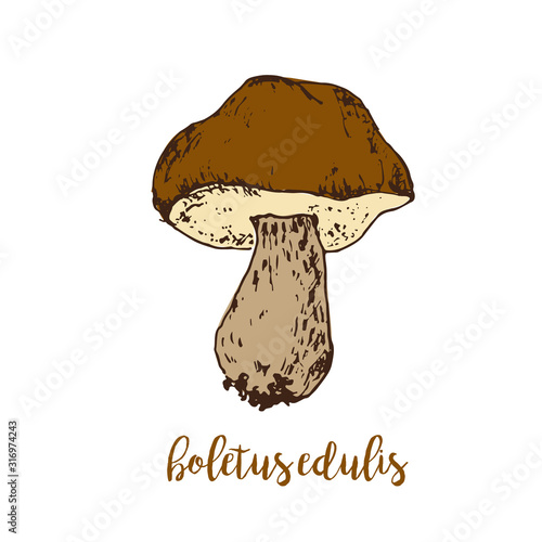 Mushrooms linear drawing sketch forest boletus edulis, vegeterian food vector illustration.