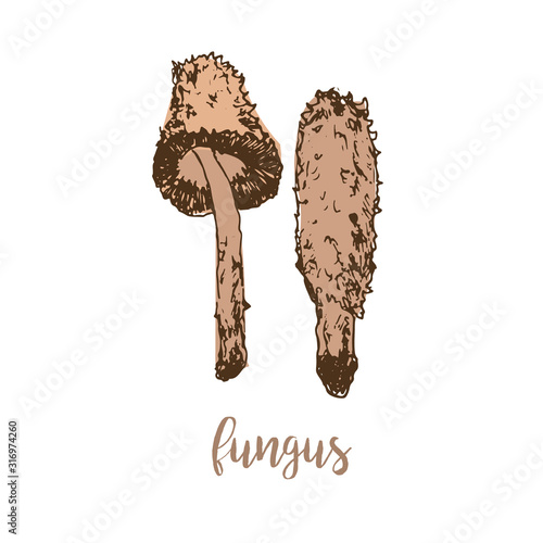 Fungus mushrooms linear drawing sketch vintage vector illustration.