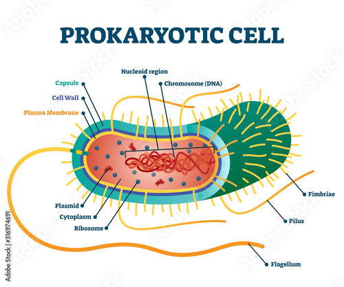Prokaryotic cell structure diagram, vector illustration cross section labeled scheme photo