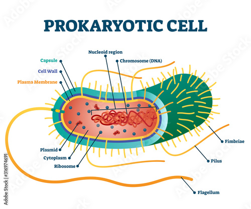 Prokaryotic cell structure diagram, vector illustration cross section labeled scheme