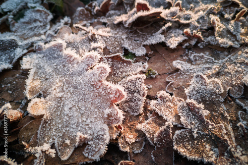 Close up of frost on oak leaves on the ground in winterin a forest