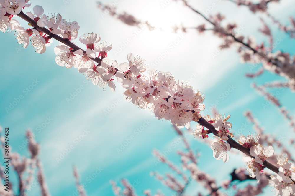 Blossom sakura trees in Hungary.