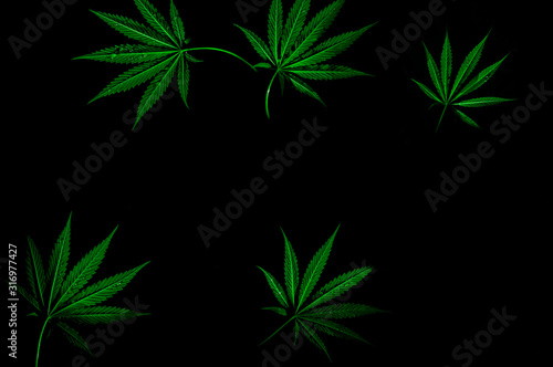 cannabis 4