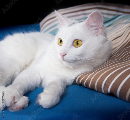 Сlose up of a charming white cat with yellow amber eyes lying on a striped color bedspread on blue and black background. Home favorite pet