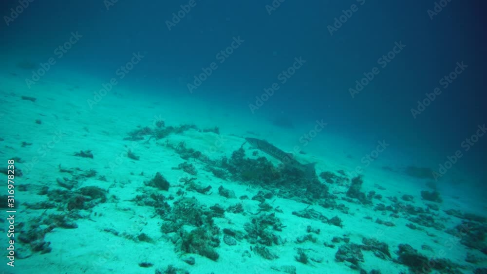large light barracuda hunts near a coral reef in the Philippine Sea large light barracuda hunts near a coral reef in the Philippine Sea