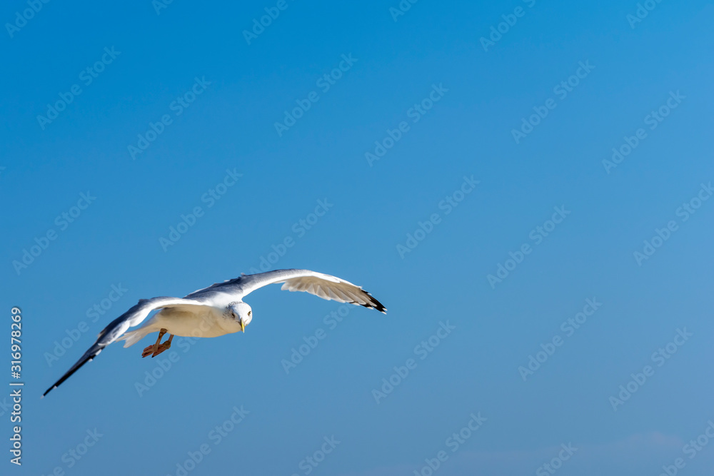 Seagull, flying over blue sky with clouds Seagull, flying over blue sky with clouds