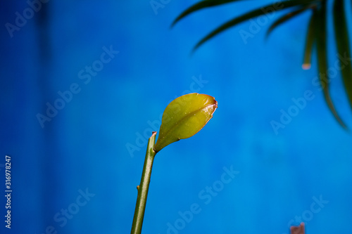 Single Green Leaf Picture