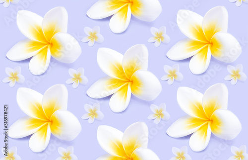 Creative pattern from beautiful white flowers frangipani plumeria alba on violet background. © Татьяна Креминская