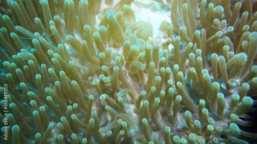 anemone glass prawns protect your home from anemones anemone glass prawns protect your home from anemones