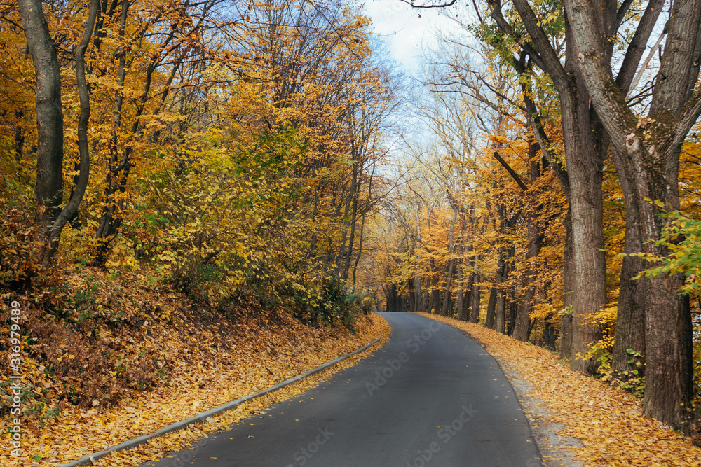 The road in the autumn park, the roadsides are strewn with fallen leaves