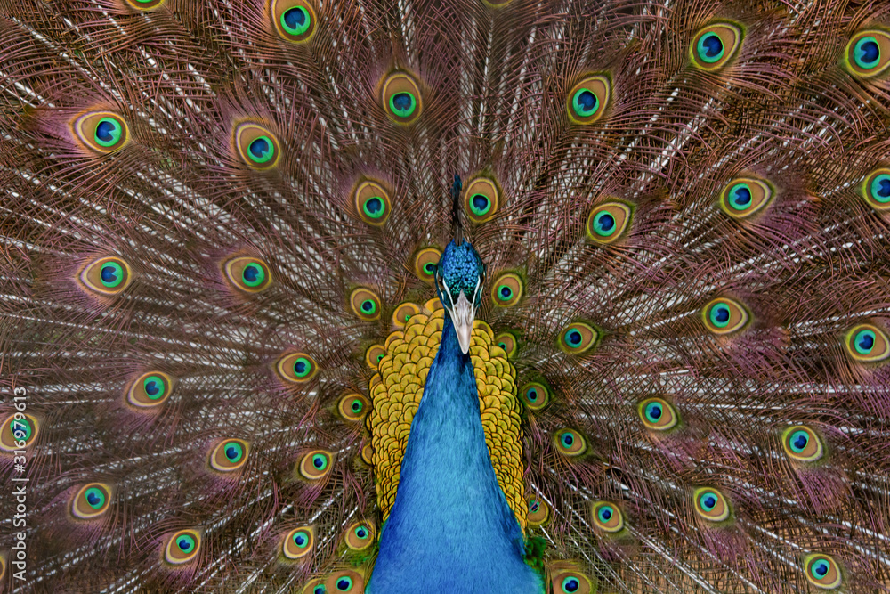 Fototapeta premium Peacock to spread his tail, showing its feathers. Close up portrait of peacock