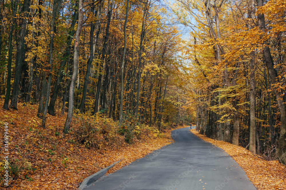 The winding road in the autumn park with the roadsides strewed with fallen yellow leaves