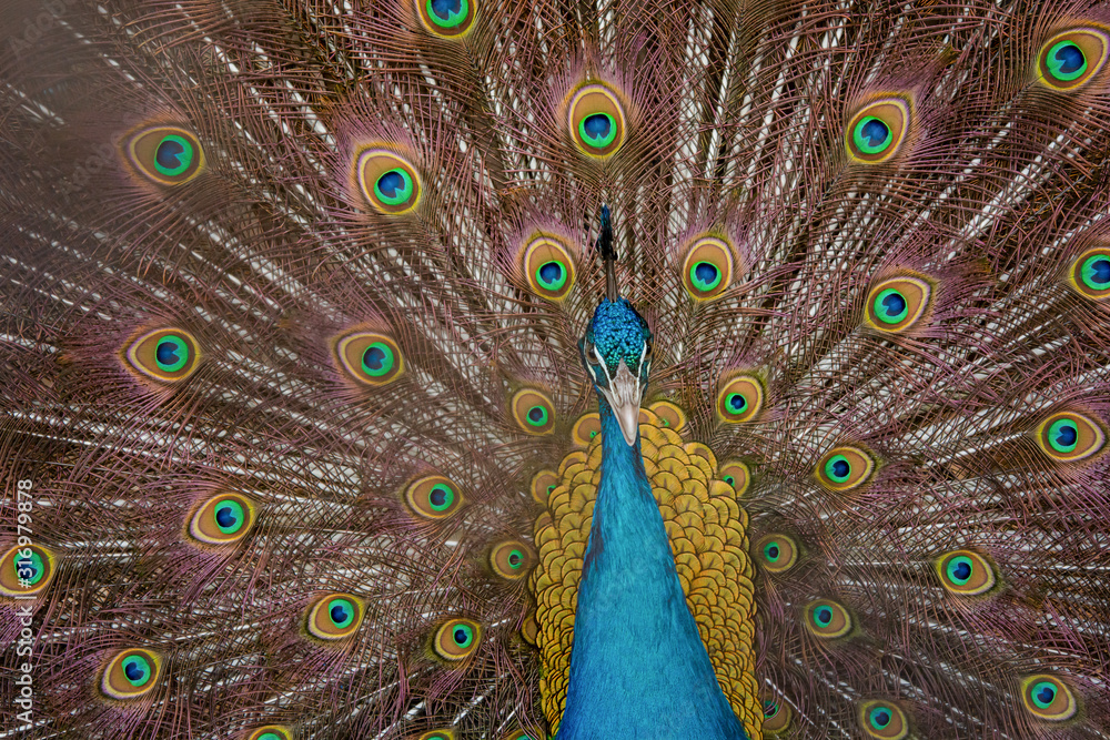 Obraz premium Peacock to spread his tail, showing its feathers. Close up portrait of peacock