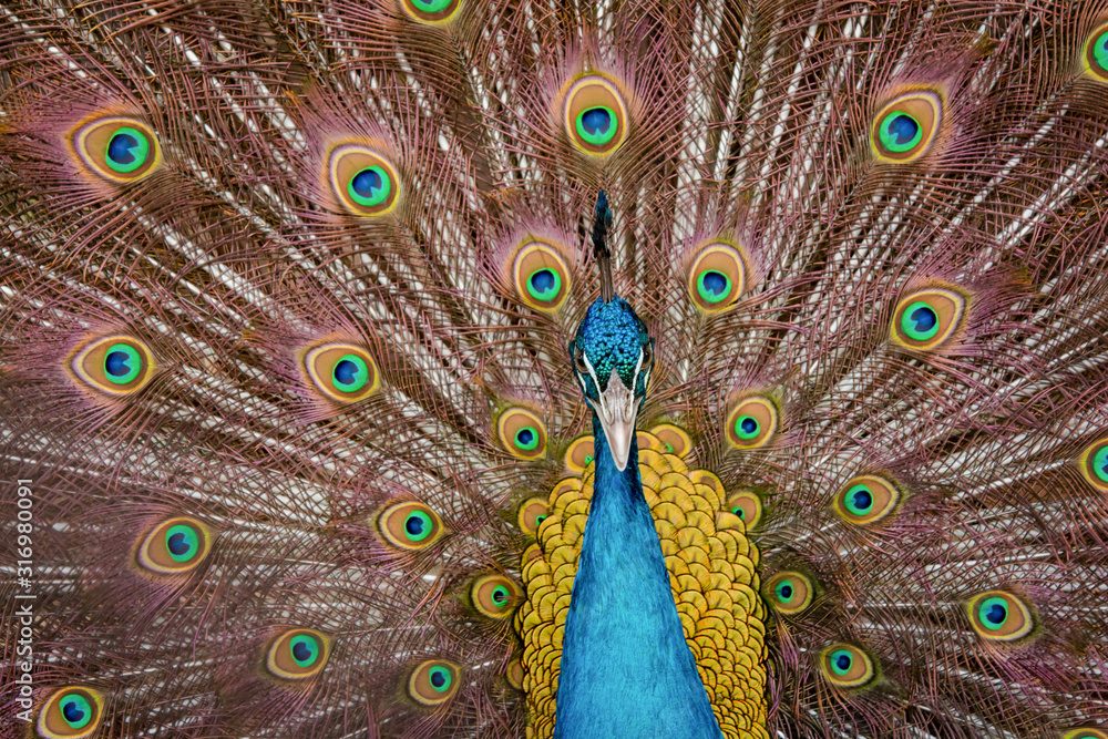 Obraz premium Peacock to spread his tail, showing its feathers. Close up portrait of peacock