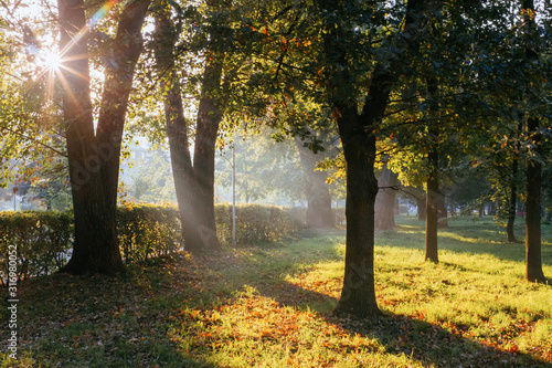 The sun rays shines through the leaves of the trees on a sunny summer morning