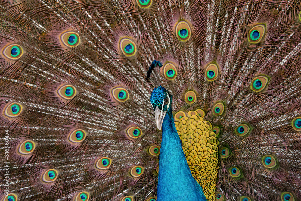 Obraz premium Peacock to spread his tail, showing its feathers. Close up portrait of peacock