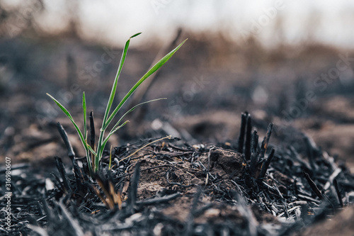The green sprouts are germinating from the burned-out field