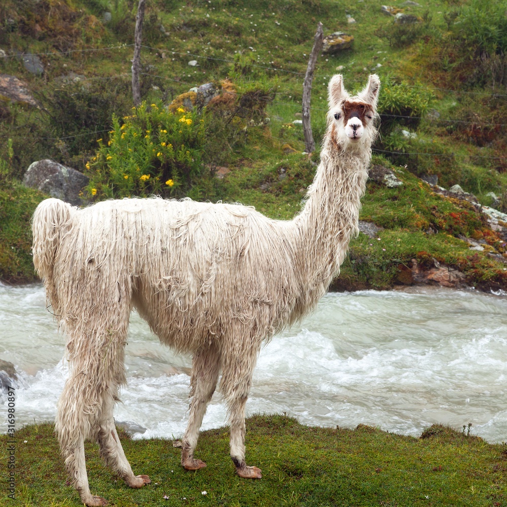 Foto Stock llama or lama, one animal portrait, Andes mountains | Adobe Stock