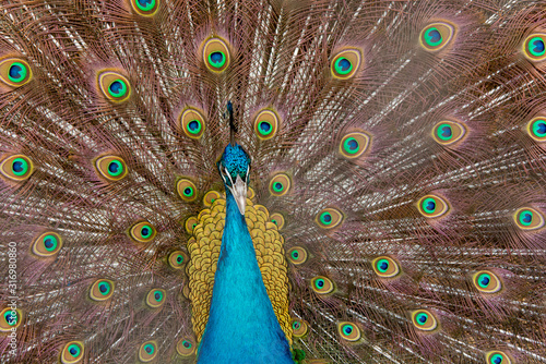 Peacock to spread his tail, showing its feathers. Close up portrait of peacock
