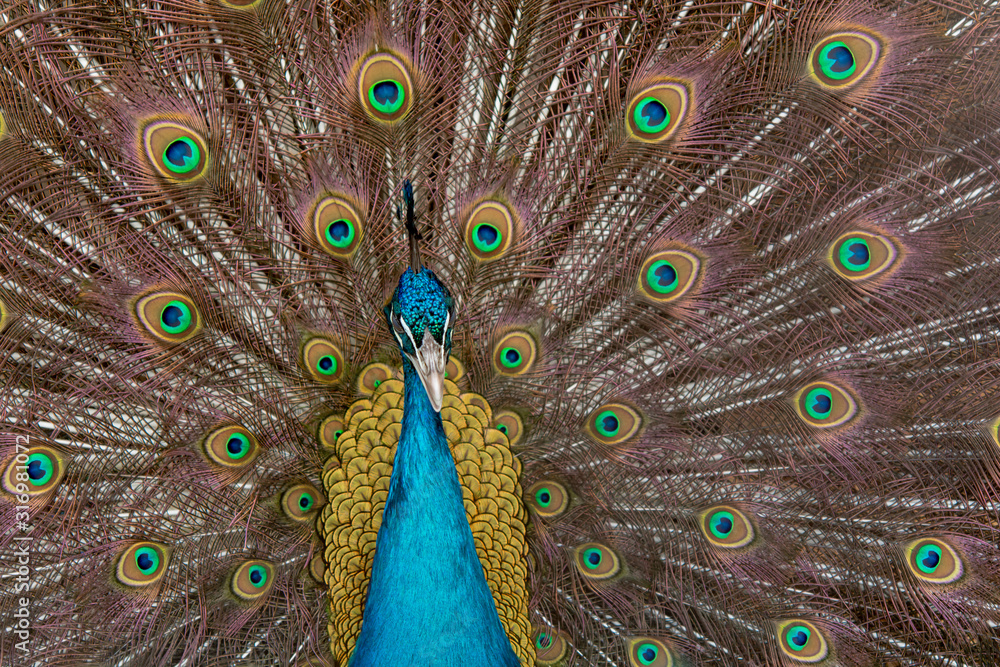 Obraz premium Peacock to spread his tail, showing its feathers. Close up portrait of peacock