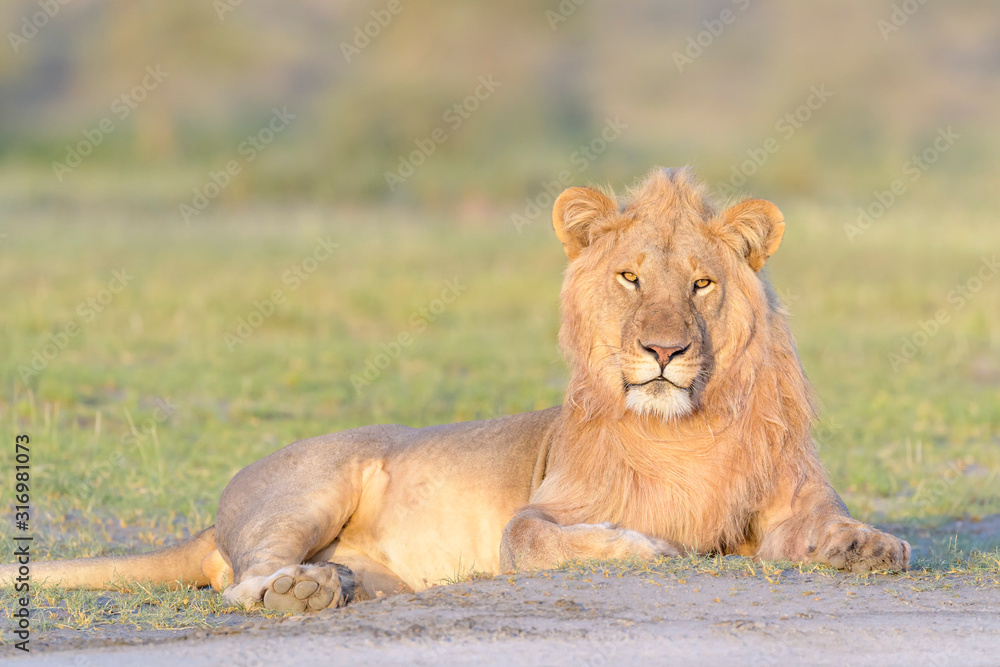 Obraz premium Male lion (Panthera leo) lying down on savanna at sunrise, looking at camera, Ngorongoro conservation area, Tanzania.