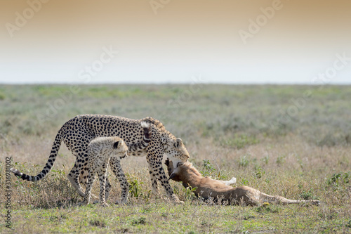 Fototapeta Naklejka Na Ścianę i Meble -  Female Cheetah (Acinonyx jubatus) mother with cub pulling a just killed wildebeest (Connochaetes taurinus) calf, Ngorongoro conservation area, Tanzania.