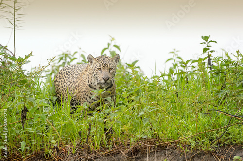 Jaguar (Panthera onca) walking on riverbank, looking at camera, Pantanal, Mato Grosso, Brazil