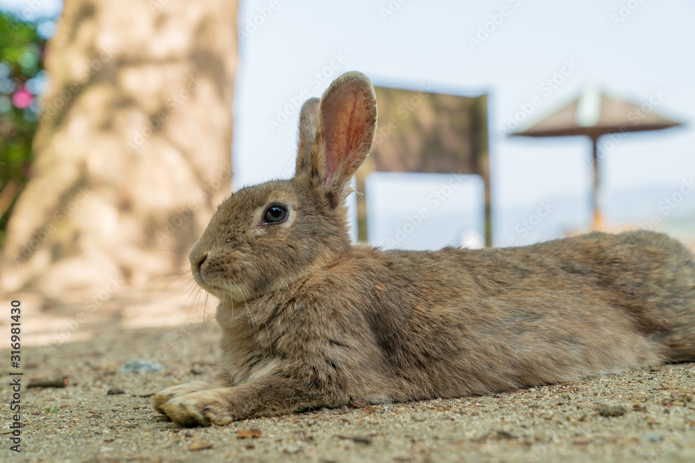 Fototapeta premium 大久野島のウサギ