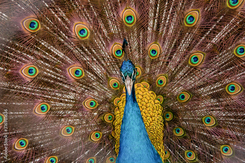 Fototapeta Naklejka Na Ścianę i Meble -  Peacock to spread his tail, showing its feathers. Close up portrait of peacock