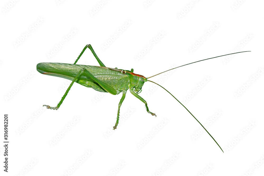 A big green locust isolated on a white background A big green locust isolated on a white background