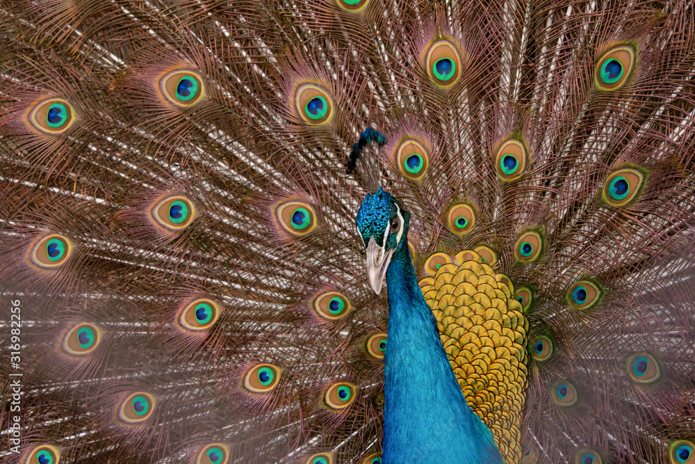 Obraz premium Peacock to spread his tail, showing its feathers. Close up portrait of peacock